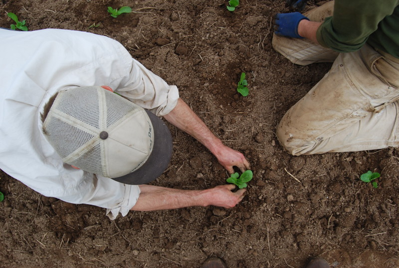 aerial view of John transplanting