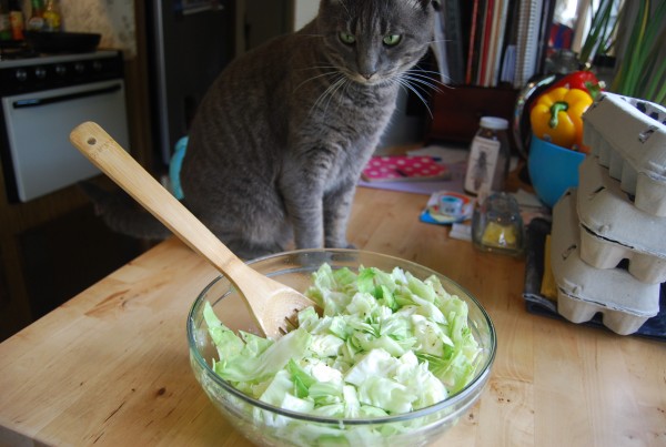 Cabbage and Cat