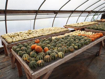 Greenhouse full of squash