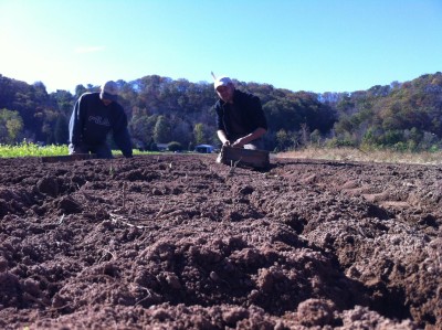 October Garlic Planting