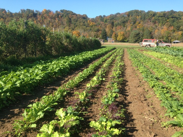 $12 Arugula Salad Field Bed