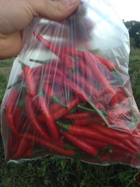Ground Thai Peppers in bag